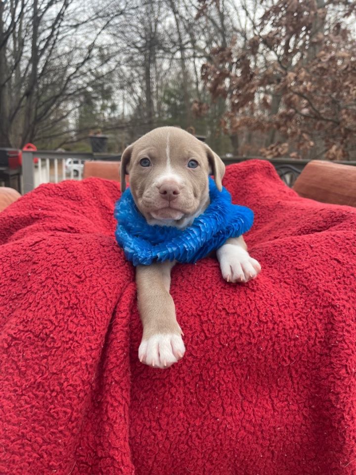 Dot- Mr Blue eyes (EVENT SUNDAY- 1-4- 5348 Dixie Hwy Waterford, MI 48329, an adopted Boxer & Labrador Retriever Mix in White Lake, MI_image-4