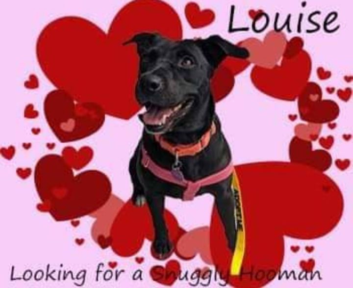 Louise, an adoptable Labrador Retriever in Gainesville, FL_image-2