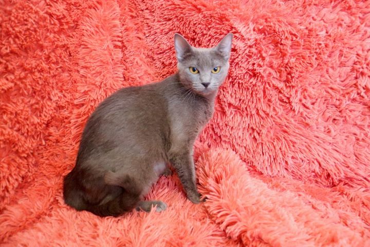 Brie, an adopted Russian Blue in Saint Augustine, FL_image-2