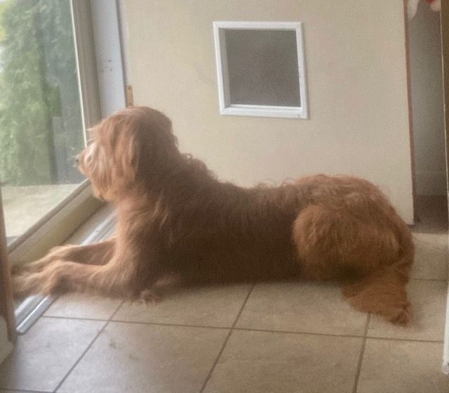 Loki, an adoptable Irish Terrier Mix in Decatur, IL_image-2