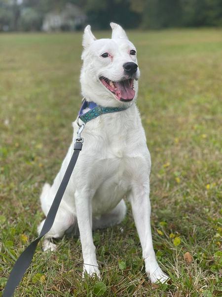 Frannie, an adopted Shepherd Mix in Charleston, SC_image-1