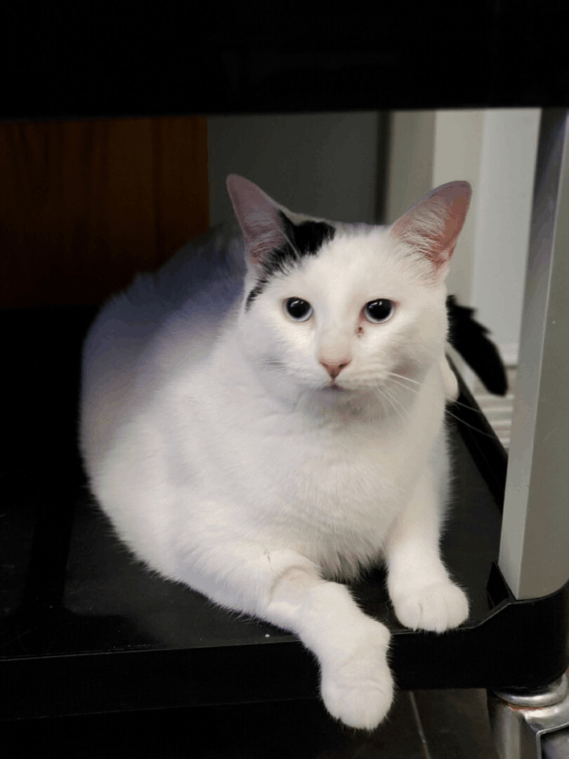 Kensi, an adoptable Domestic Short Hair in Florenceville, NB, E7L 1Y8 | Photo Image 1