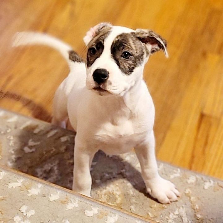 Zolah, an adopted American Staffordshire Terrier Mix in Naperville, IL_image-2