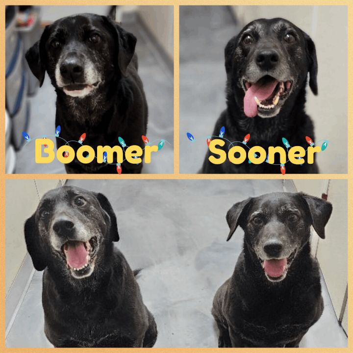 Boomer, an adopted Labrador Retriever in Clear Lake, IA_image-1