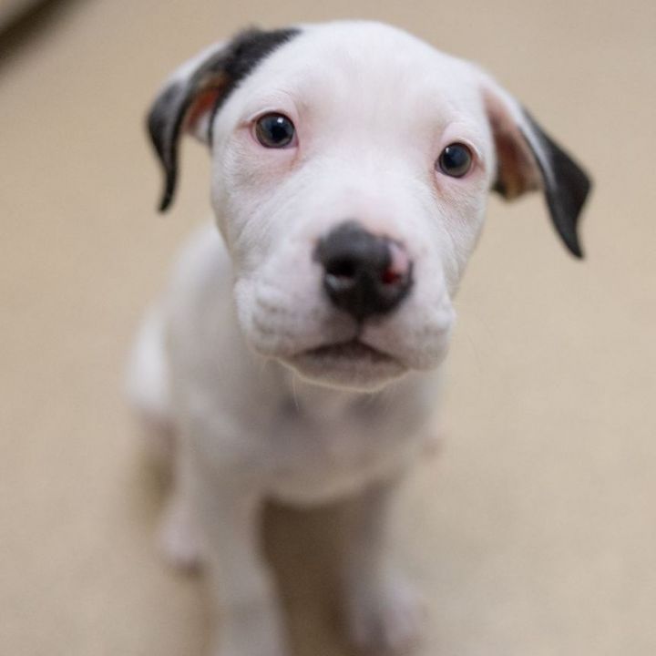 Arlo, an adoptable American Staffordshire Terrier Mix in Naperville, IL_image-1