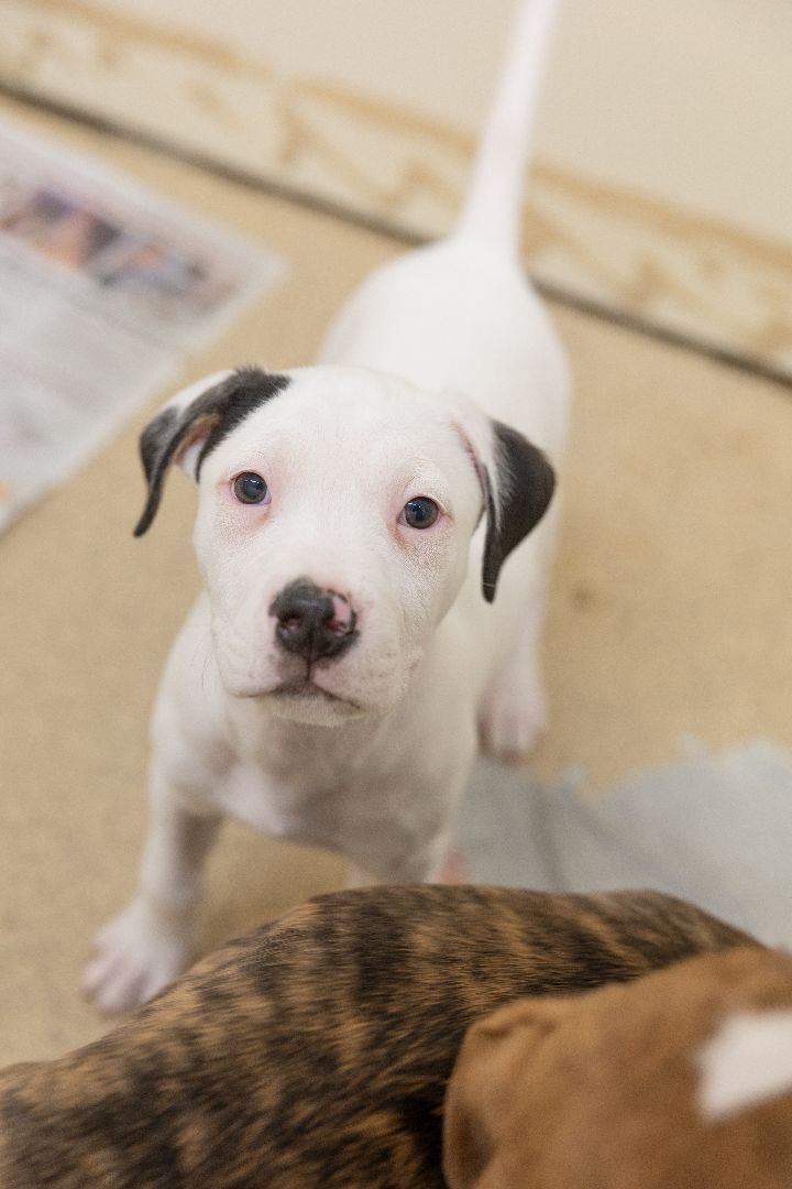 Arlo, an adoptable American Staffordshire Terrier Mix in Naperville, IL_image-6