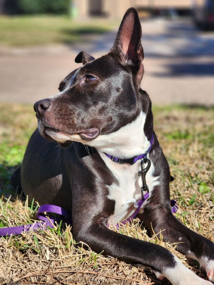 Roxy, an adopted Pit Bull Terrier in Cypress, TX_image-2