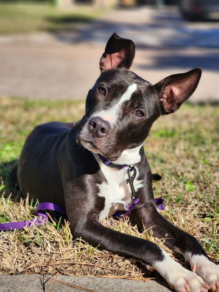Roxy, an adopted Pit Bull Terrier in Cypress, TX_image-3
