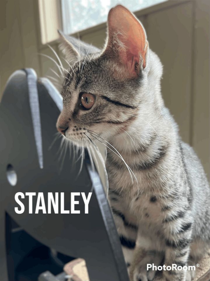 STANLEY, an adoptable Domestic Short Hair & Tabby Mix in Flint, TX_image-2