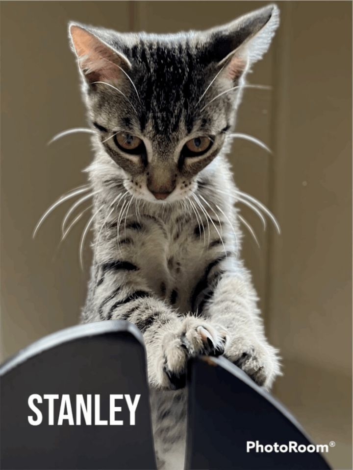 STANLEY, an adoptable Domestic Short Hair & Tabby Mix in Flint, TX_image-5