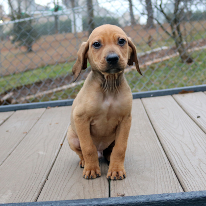 McDouble, an adopted Hound Mix in Gainesville, GA_image-1