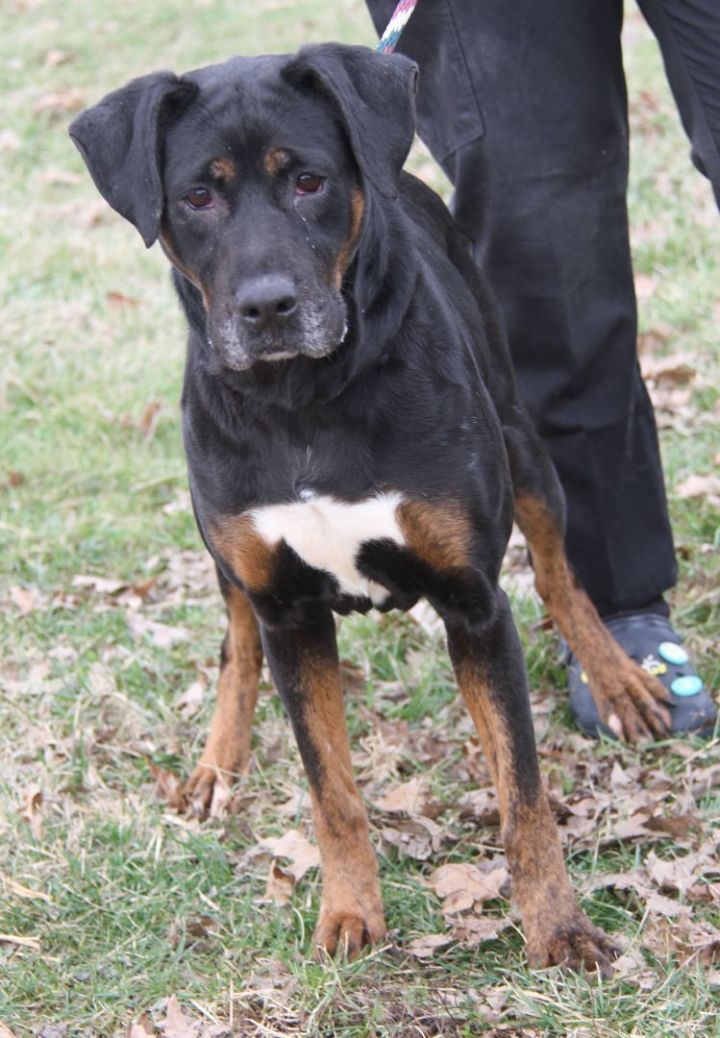 Dog for adoption - Angel (Spayed), a Rottweiler & Boxer Mix in Marietta, OH  | Petfinder