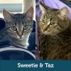 Sweetie & Taz (Bonded Pair)