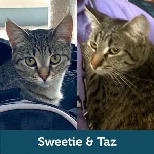 Sweetie & Taz (Bonded Pair)