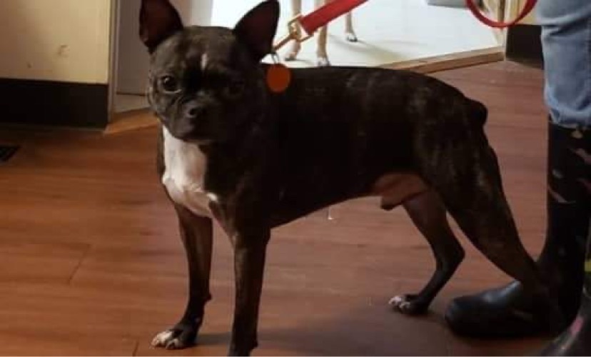 JJ, an adoptable Boston Terrier in Henrietta, TX, 76365 | Photo Image 2