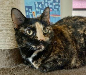 9 year old Della is a sweetheart Despite being a tortie she currently lives with other cats but wo