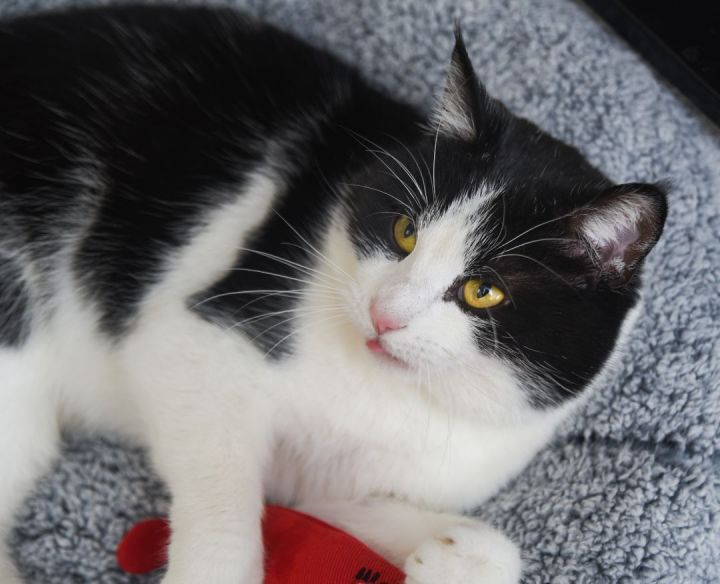Cat for adoption - Skunk, a Domestic Short Hair Mix in Chattanooga, TN