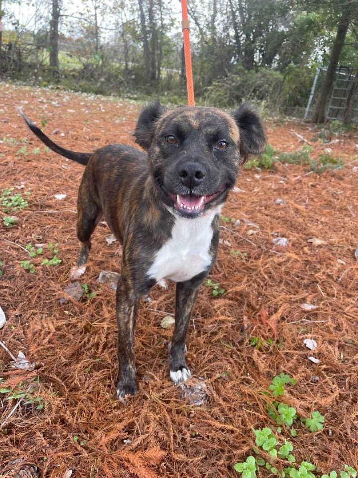 Kushla, an adoptable Terrier Mix in Carencro, LA_image-2