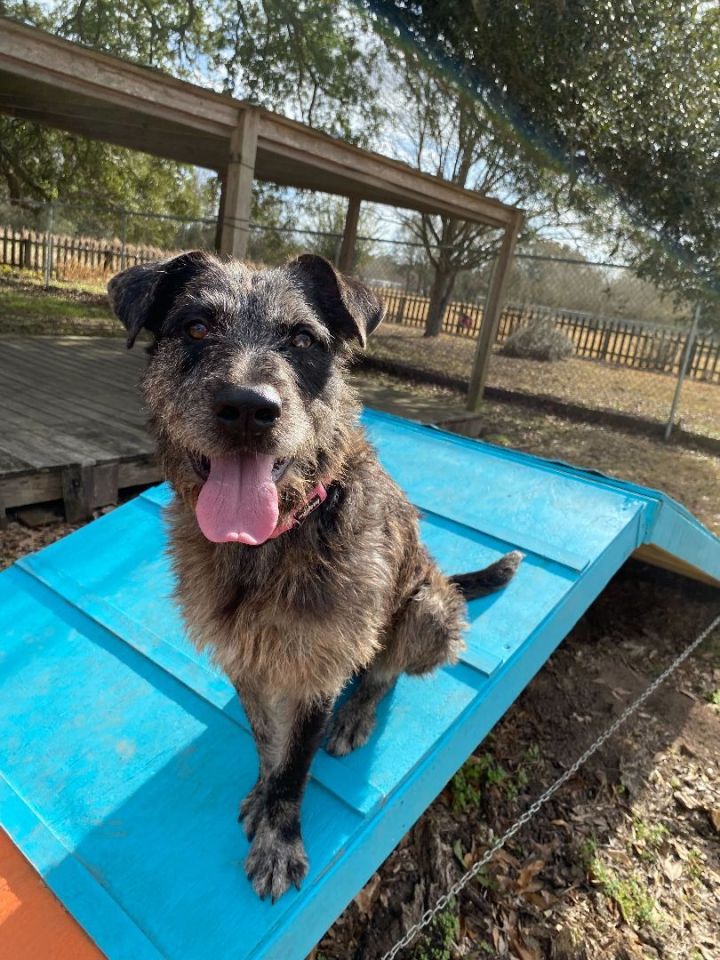 Davie, an adoptable Wirehaired Terrier & Catahoula Leopard Dog Mix in Carencro, LA_image-5