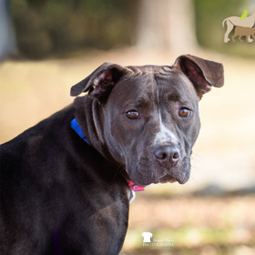 Stephanie, an adopted American Staffordshire Terrier Mix in North Charleston, SC_image-1