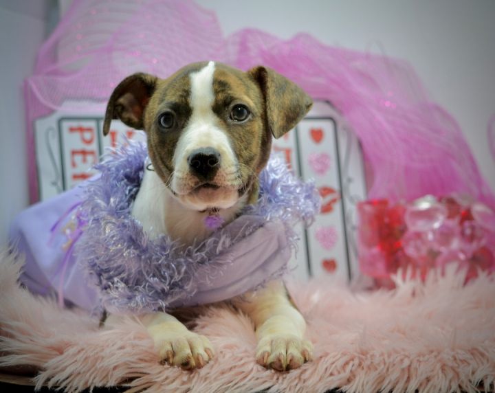 Sugar Lips, an adopted Terrier Mix in Sevierville, TN_image-2