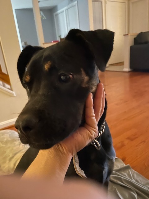 Lex, an adoptable Retriever & Rottweiler Mix in Richmond, VA_image-3