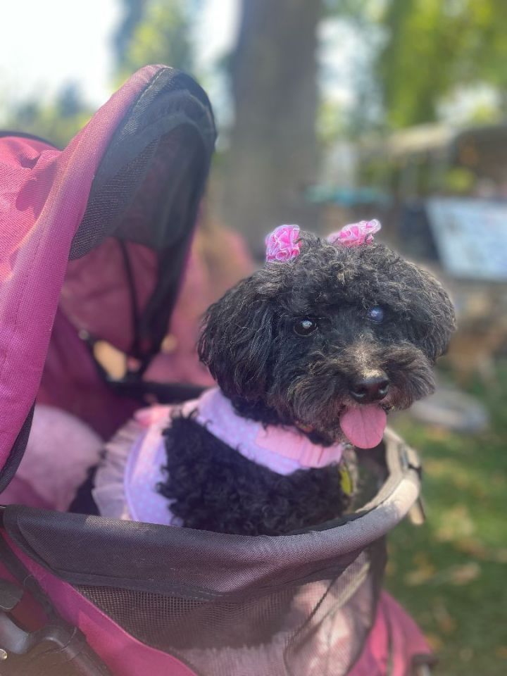 Storm, an adoptable Poodle in Ladson, SC_image-1