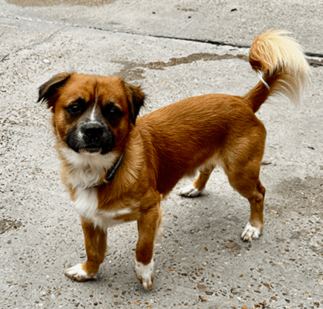 Australian store shepherd chihuahua