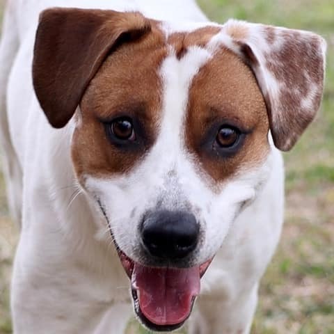 Benny, an adoptable Labrador Retriever & Hound Mix in Wilmington, NC_image-1