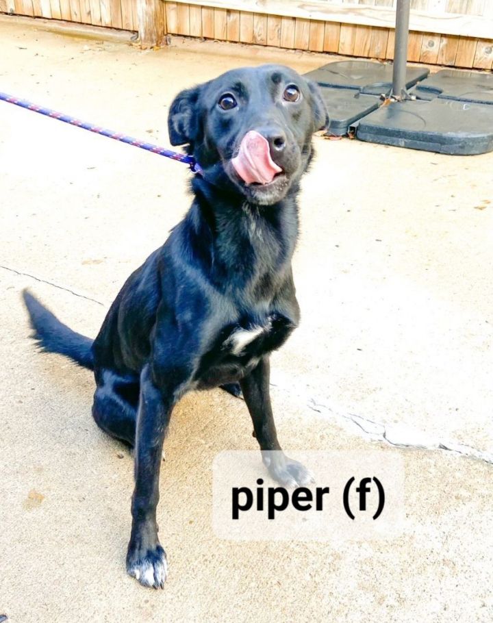 Piper 1