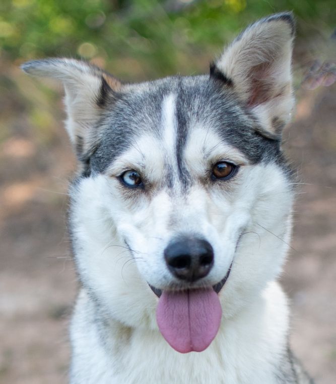 Dog for adoption - Nala, a Husky in Midlothian, VA | Petfinder