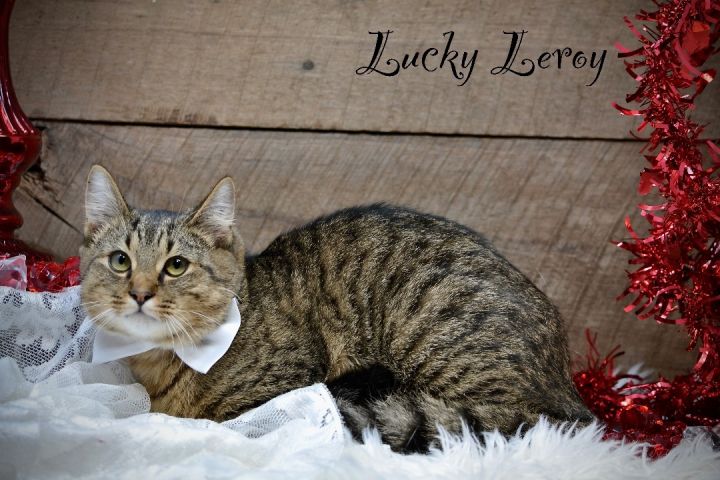 Lucky Leroy 2