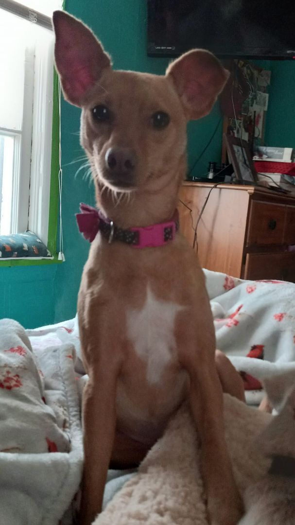 Odelia, an adoptable Chihuahua Mix in Oklahoma City, OK_image-1
