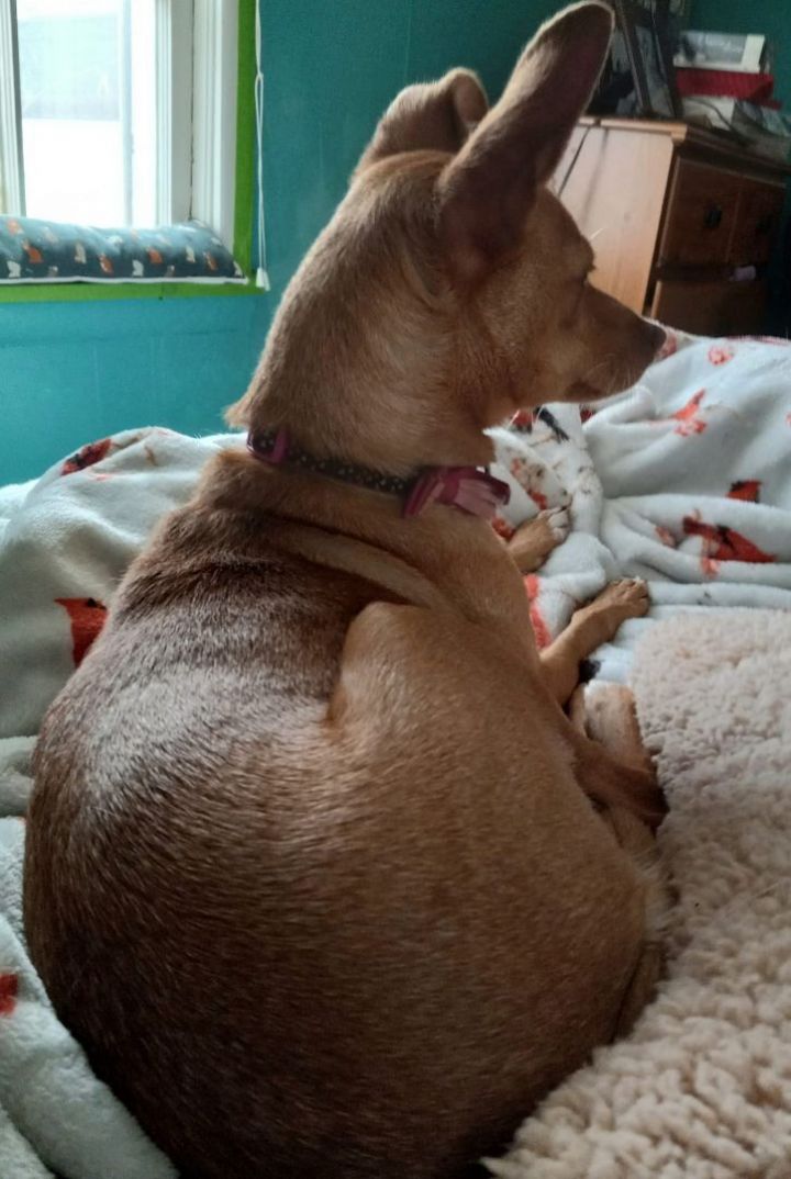 Odelia, an adoptable Chihuahua Mix in Oklahoma City, OK_image-2