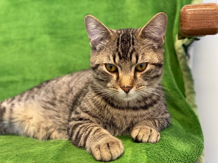 Rivers, an adoptable Tabby in Pierre, SD_image-1