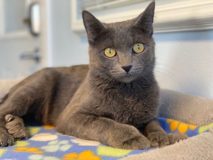 Thumbelina, an adoptable Chartreux in Pierre, SD_image-1