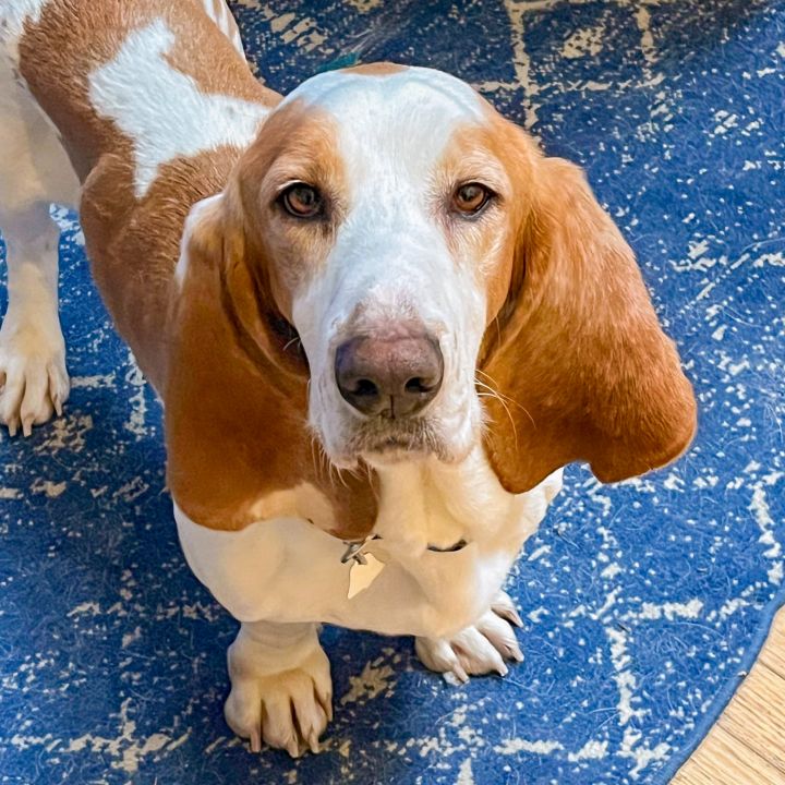 Cooper, an adoptable Basset Hound in Knoxville, TN_image-1