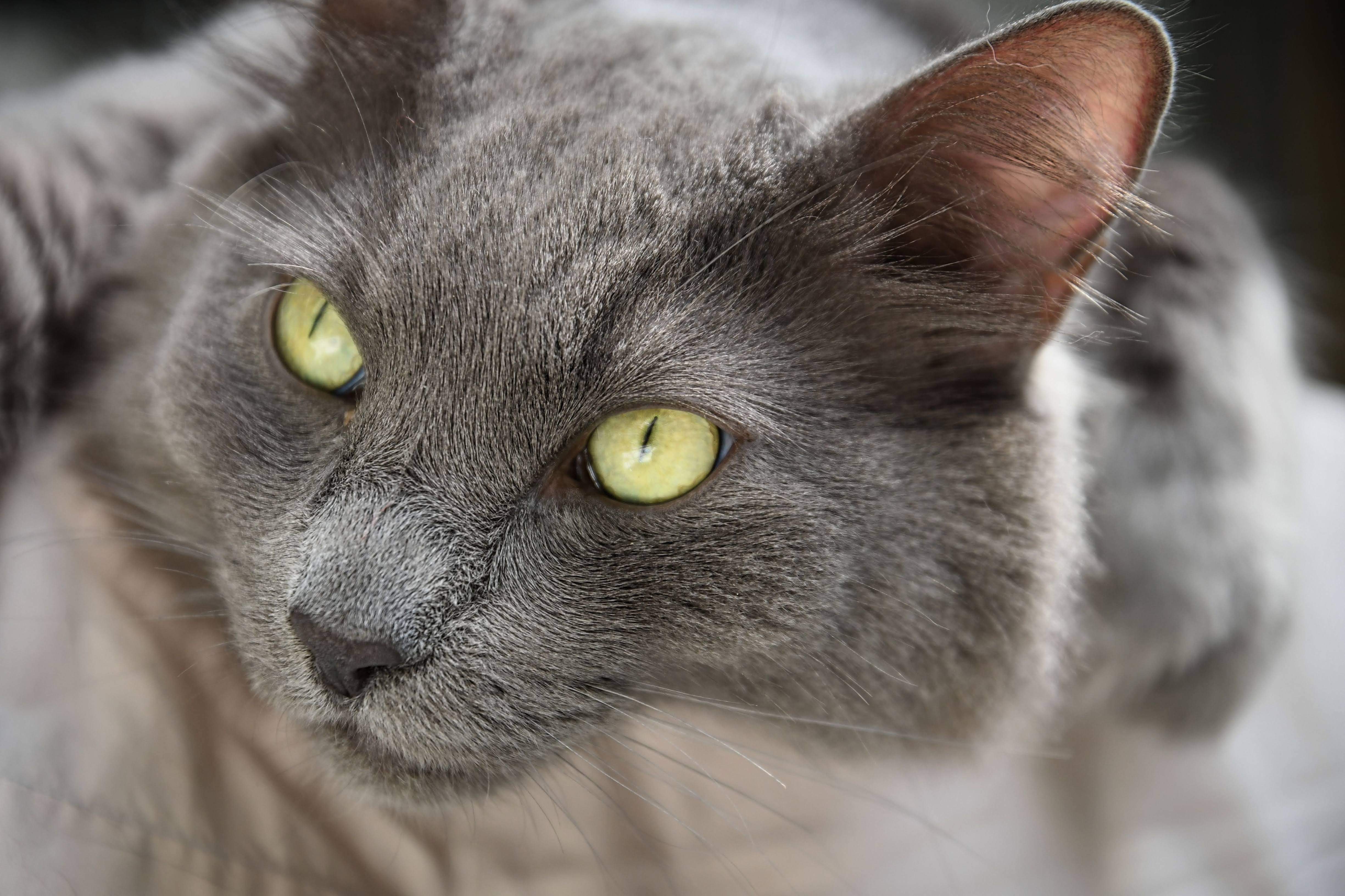Holtby, an adoptable Domestic Medium Hair in Maple Ridge, BC, V2W 1A4 | Photo Image 2