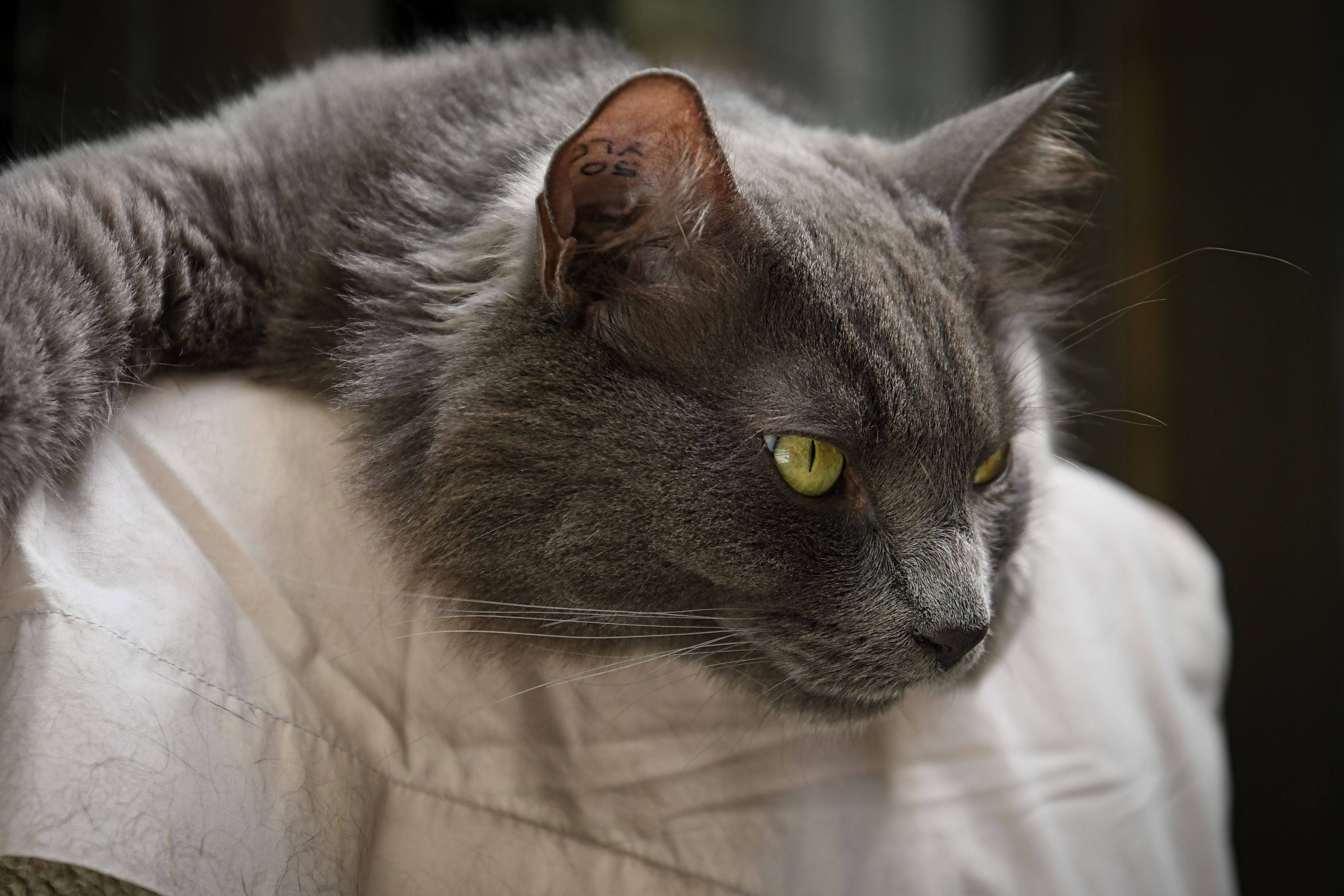 Holtby, an adoptable Domestic Medium Hair in Maple Ridge, BC, V2W 1A4 | Photo Image 3