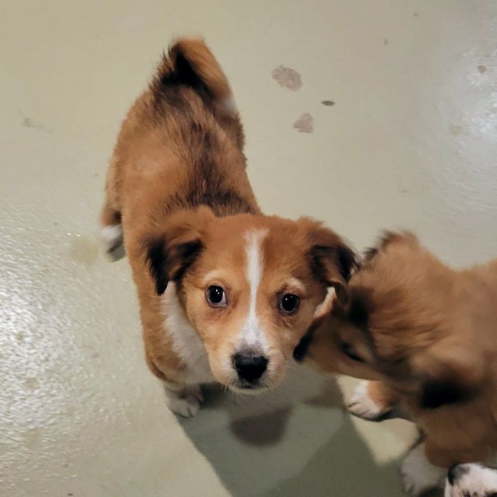 Gracie (ADOPTED!), an adopted Australian Shepherd & Collie Mix in Chicago, IL_image-2