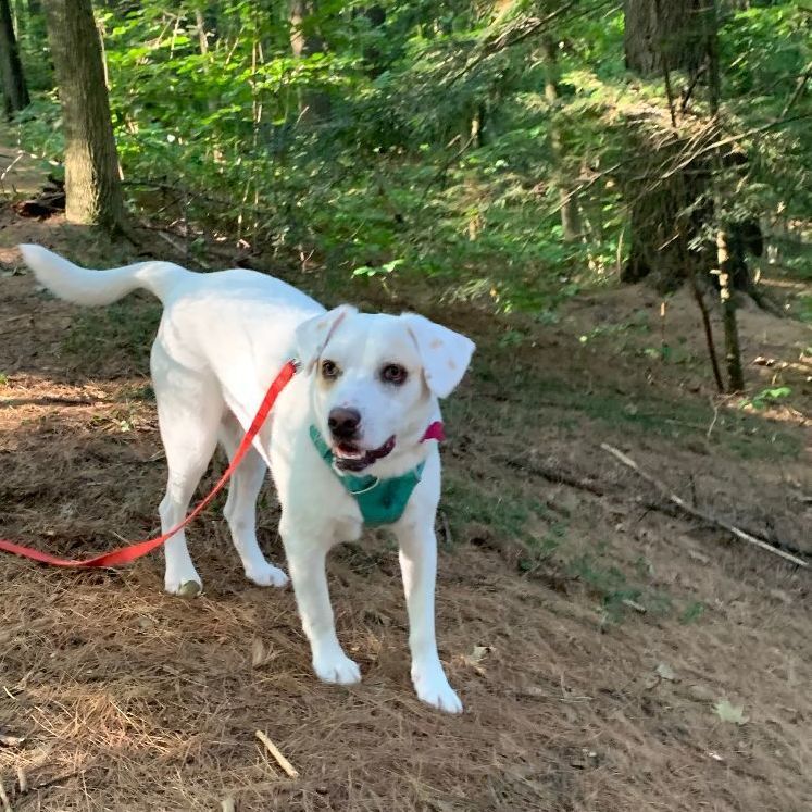 Jolly IN MAINE