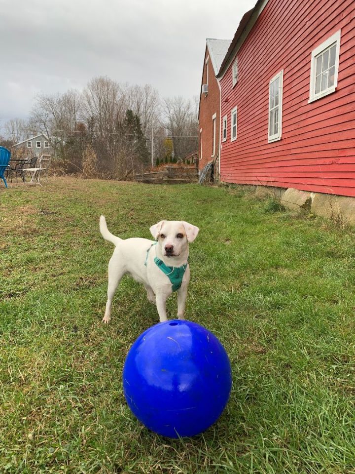Jolly is in MAINE!, an adoptable Mixed Breed in Scarborough, ME_image-6