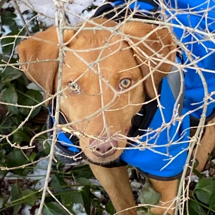 Timbo, an adopted Vizsla & Golden Retriever Mix in Rochester, NY_image-5