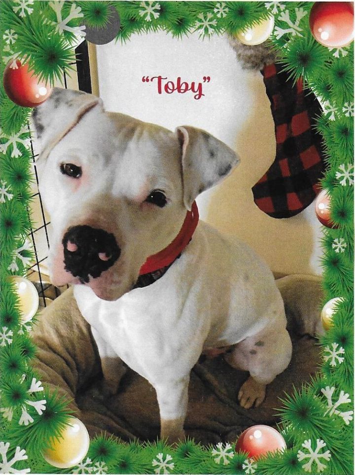 Toby 3