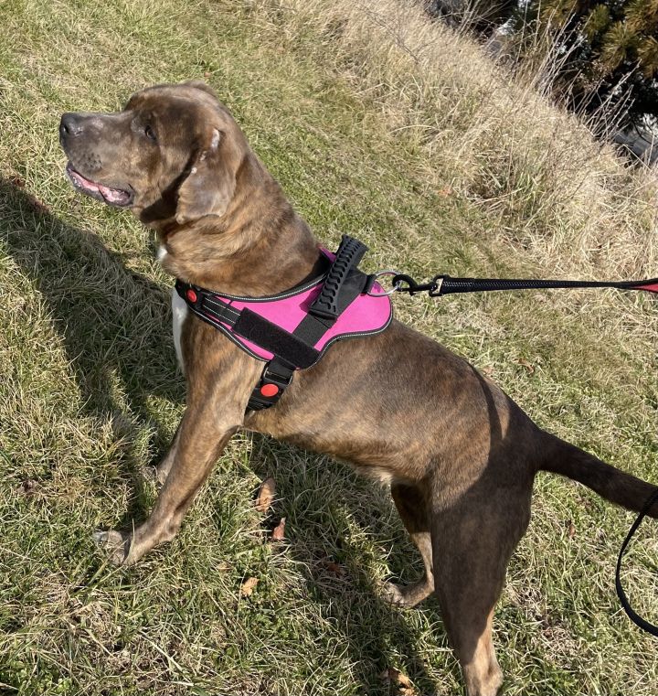 Sage, an adopted Boxer & Labrador Retriever Mix in Ridgely, MD_image-2