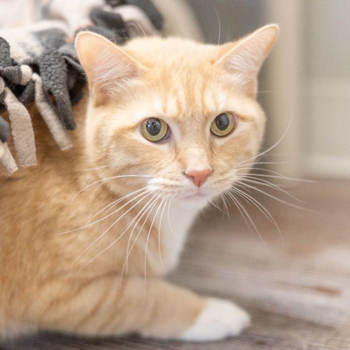 Deadpool, an adoptable Domestic Short Hair in Naperville, IL_image-2