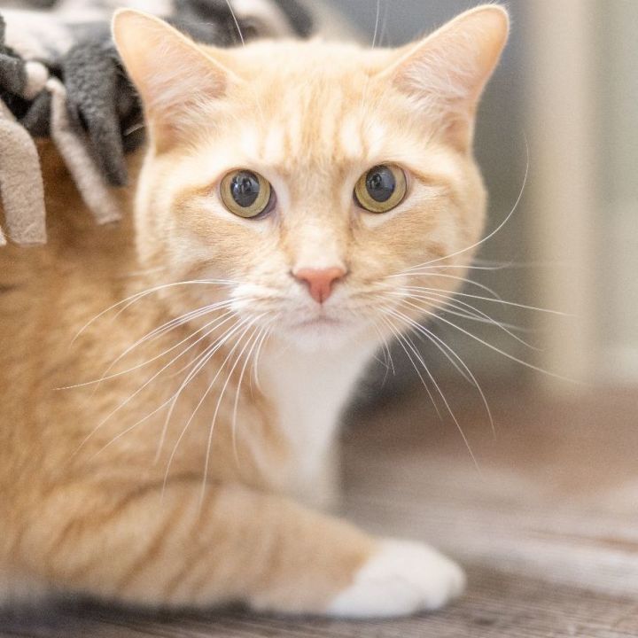 Deadpool, an adoptable Domestic Short Hair in Naperville, IL_image-3