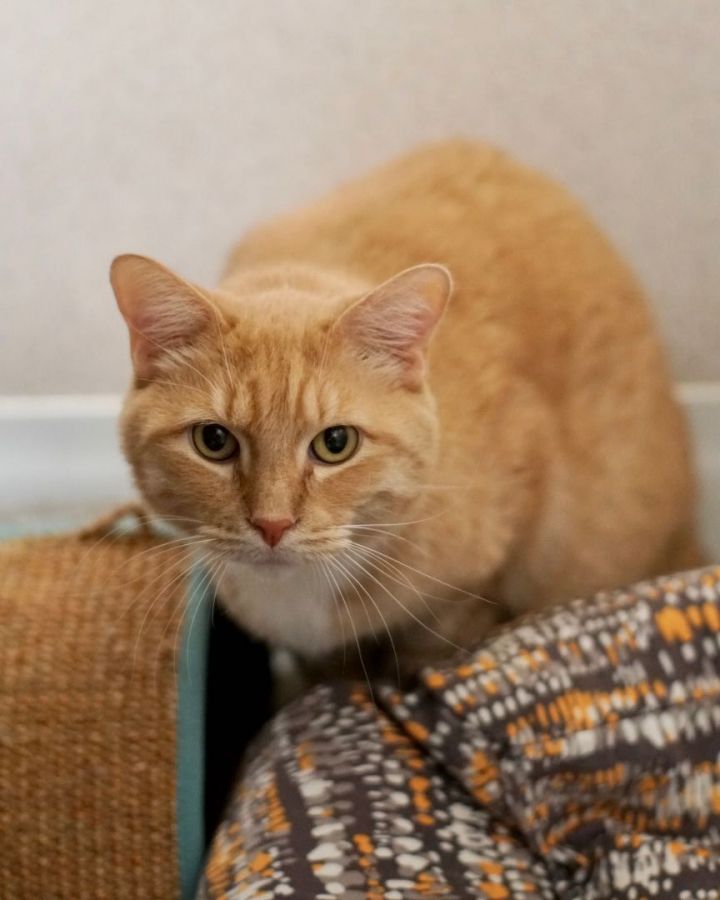 Deadpool, an adoptable Domestic Short Hair in Naperville, IL_image-5