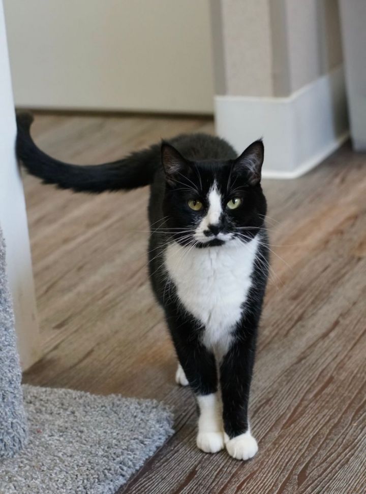 Oreo, an adoptable Domestic Short Hair in Naperville, IL_image-2