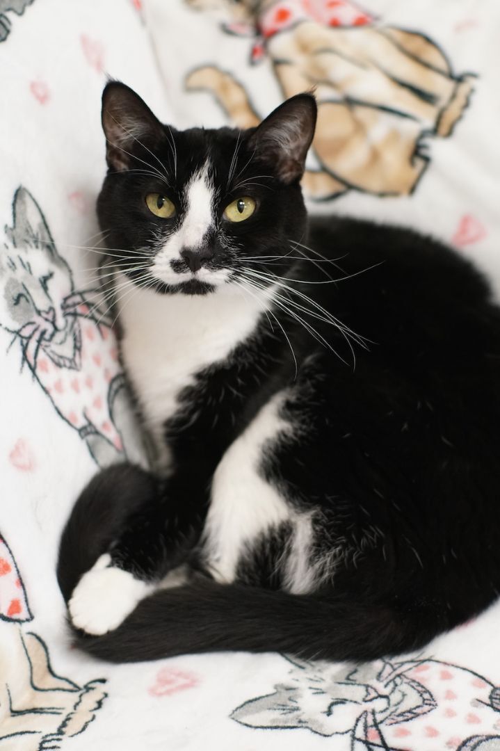 Oreo, an adoptable Domestic Short Hair in Naperville, IL_image-1